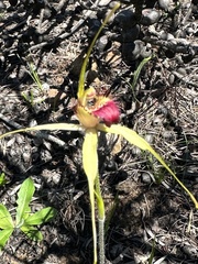 Caladenia viridescens