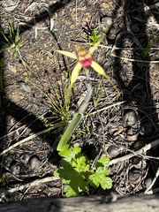 Caladenia viridescens
