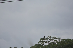 Acridotheres grandis