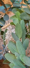 Nectarinia famosa