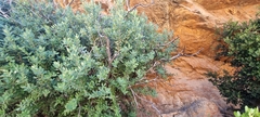Nectarinia famosa