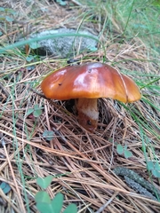 Cortinarius mucosus
