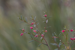 Boronia ledifolia