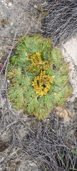 Arctopus echinatus