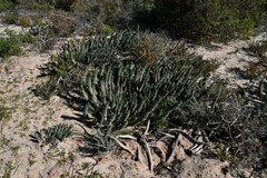 Euphorbia caput-medusae
