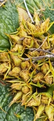 Arctopus echinatus