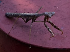 Stagmomantis floridensis