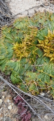 Arctopus echinatus