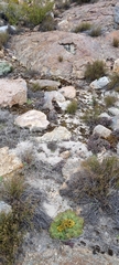 Arctopus echinatus