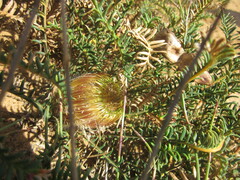 Banksia arctotidis