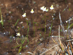 Utricularia bisquamata