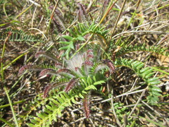 Banksia arctotidis