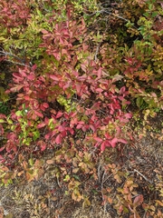 Vaccinium membranaceum