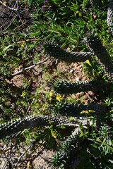Euphorbia caput-medusae