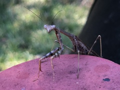 Stagmomantis floridensis