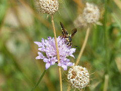 Hoplitimyia constans