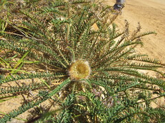 Banksia arctotidis
