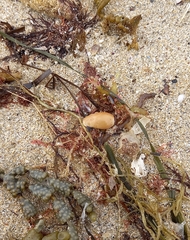 Notocypraea angustata