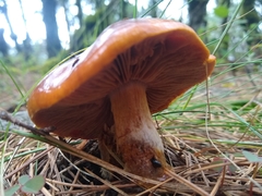 Cortinarius mucosus