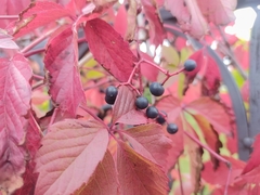 Parthenocissus inserta