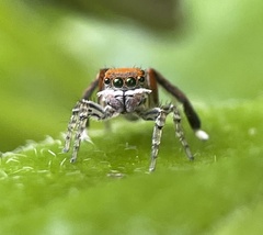 Maratus pavonis