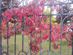 Parthenocissus inserta