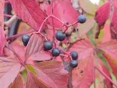 Parthenocissus inserta