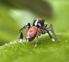 Maratus pavonis