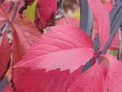 Parthenocissus inserta