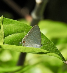 Catopyrops florinda