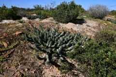 Euphorbia caput-medusae