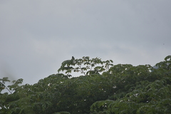 Acridotheres grandis