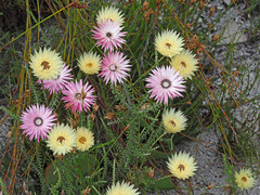 Phaenocoma prolifera