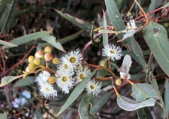 Eucalyptus gracilis