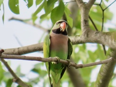 Psittacula alexandri