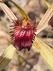 Caladenia paludosa