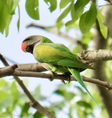 Psittacula alexandri