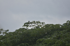 Acridotheres grandis