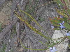 Microdon dubius