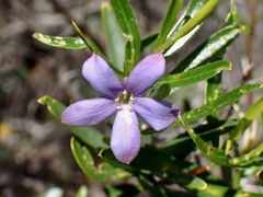 Billardiera cymosa