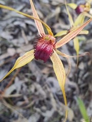 Caladenia paludosa