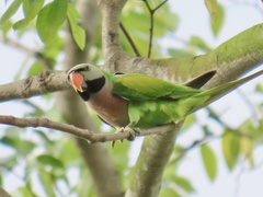 Psittacula alexandri