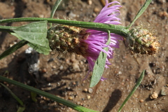 Centaurea × livonica