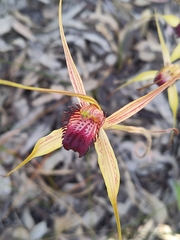 Caladenia paludosa