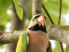 Psittacula alexandri