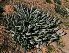 Euphorbia caput-medusae