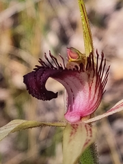 Caladenia paludosa