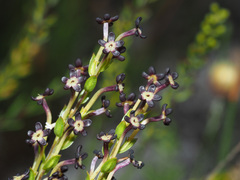 Microdon dubius