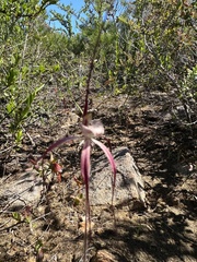Caladenia chapmanii