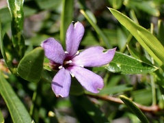 Billardiera cymosa